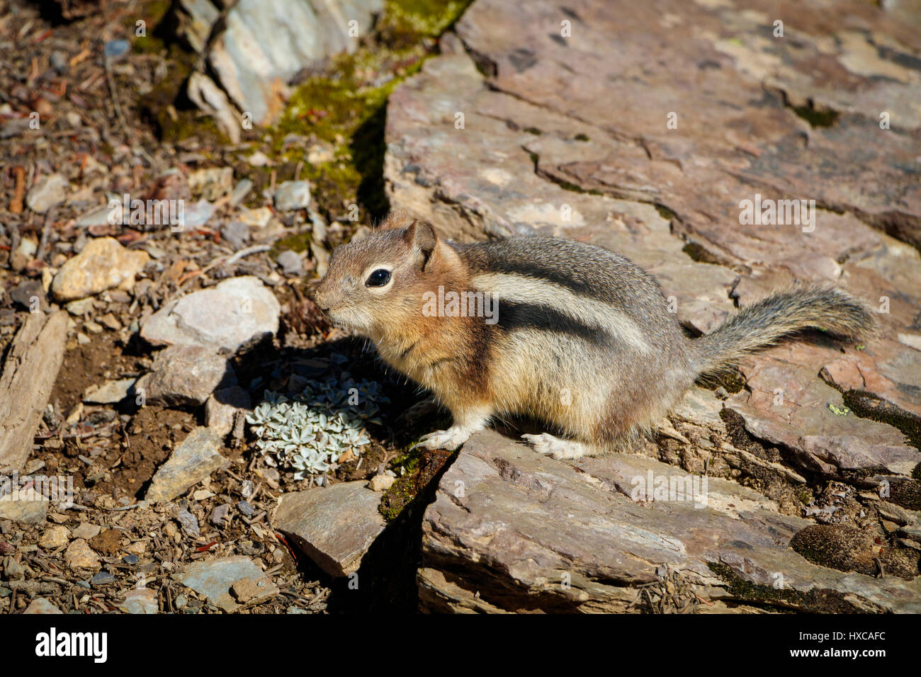 Ein Streifenhörnchen, Familie Sciuridae, auf den Felsen der Jasper-Nationalpark, Kanada. Stockfoto