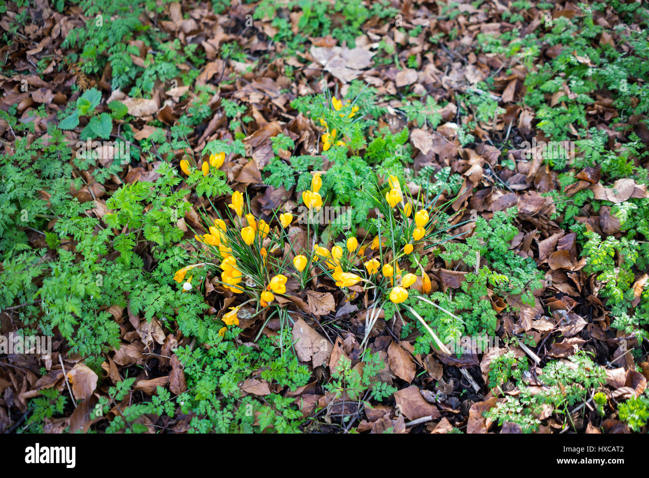 Gelber Krokus im Frühjahr, UK. Stockfoto