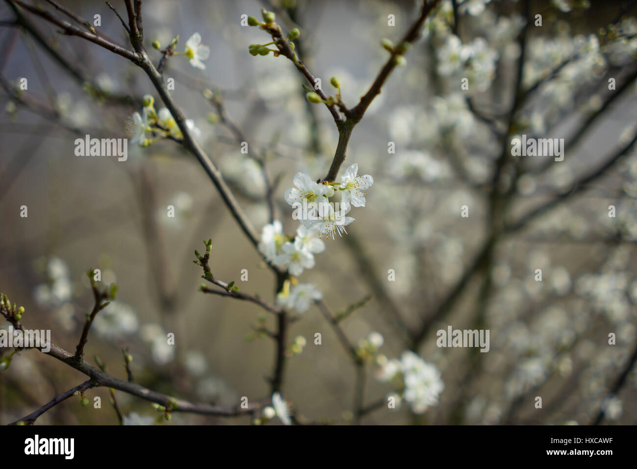 Kirschblüte auf einem Baum in der Landschaft, UK. Stockfoto