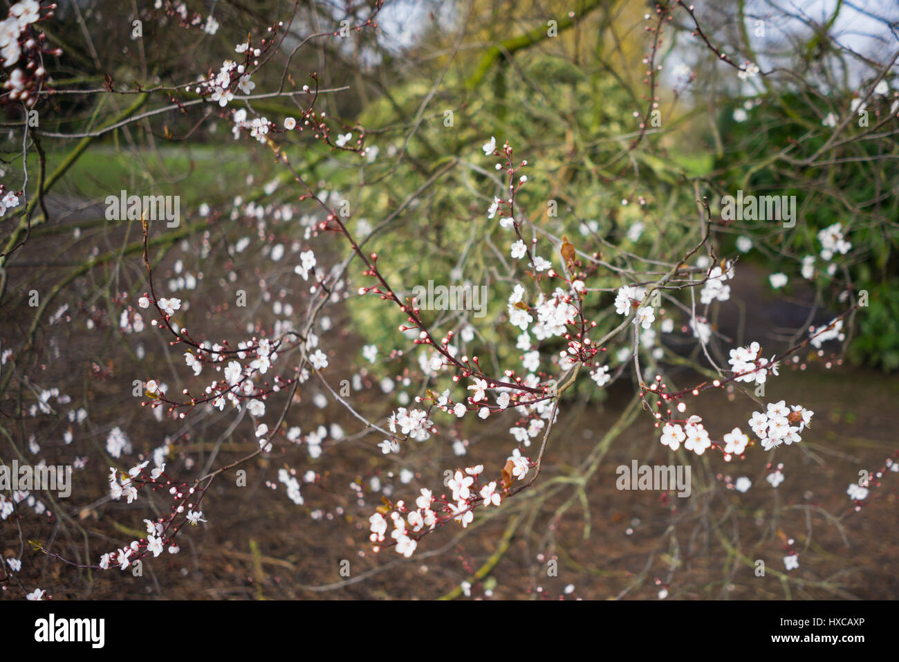 Kirschblüte auf einem Baum in der Landschaft, UK. Stockfoto