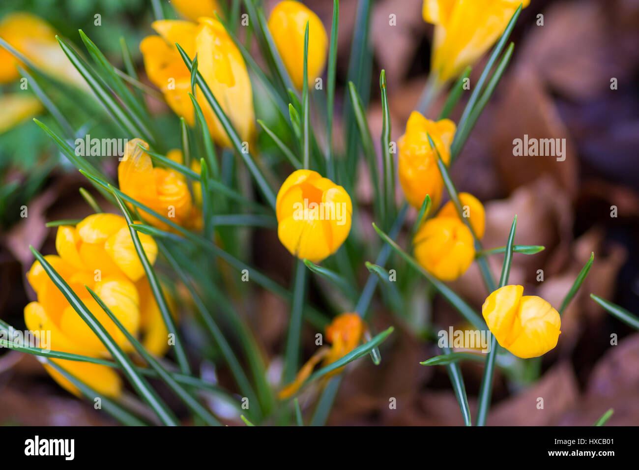 Gelber Krokus im Frühjahr, UK. Stockfoto