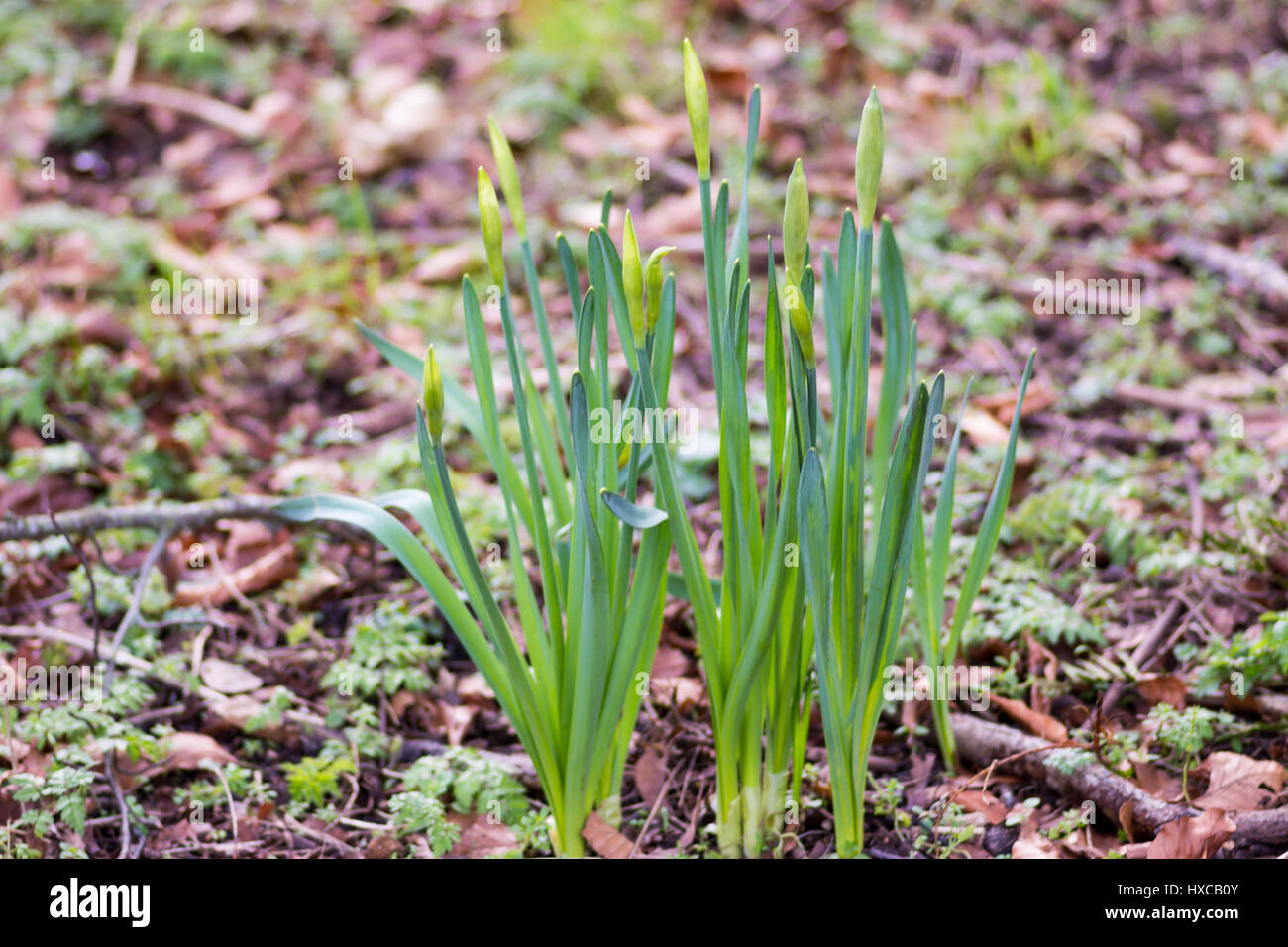 Gelber Krokus im Frühjahr, UK. Stockfoto