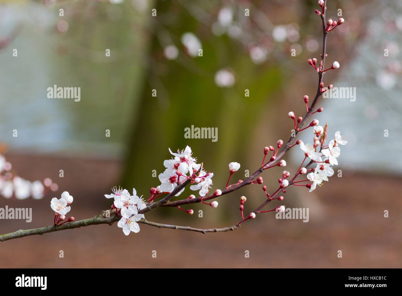 Baum Blüte im Frühling, UK. Stockfoto