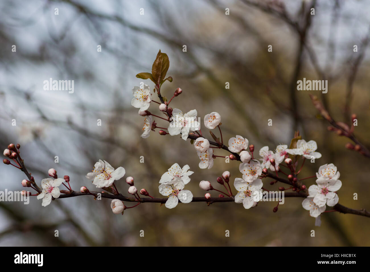 Baum Blüte im Frühling, UK. Stockfoto