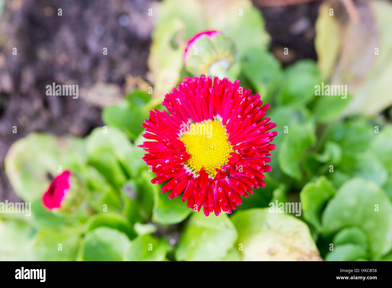 Close up Bilder von Blumen im Frühling, UK. Stockfoto