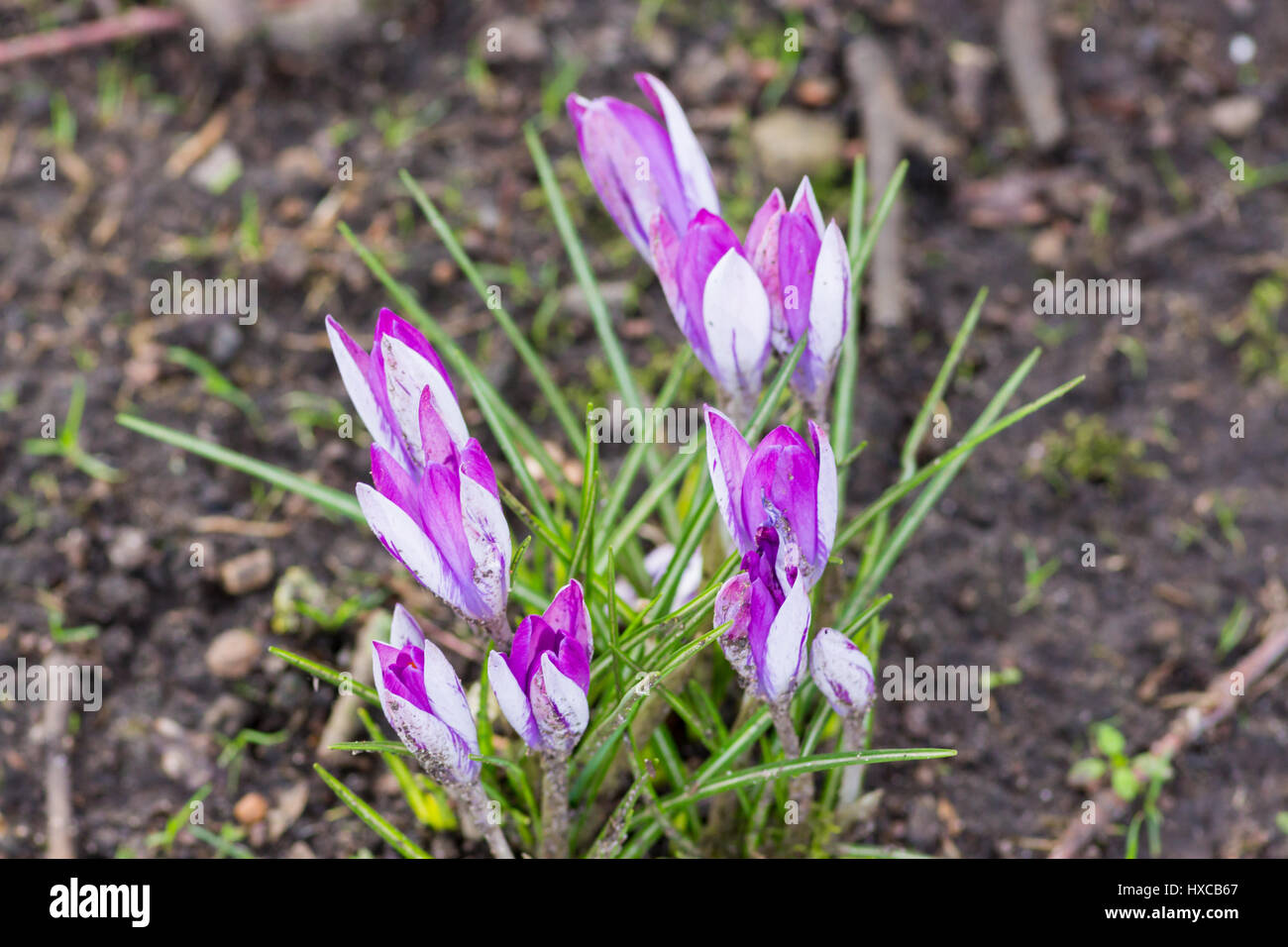 Krokus weiss und lila, Frühlingsblumen, UK Stockfoto