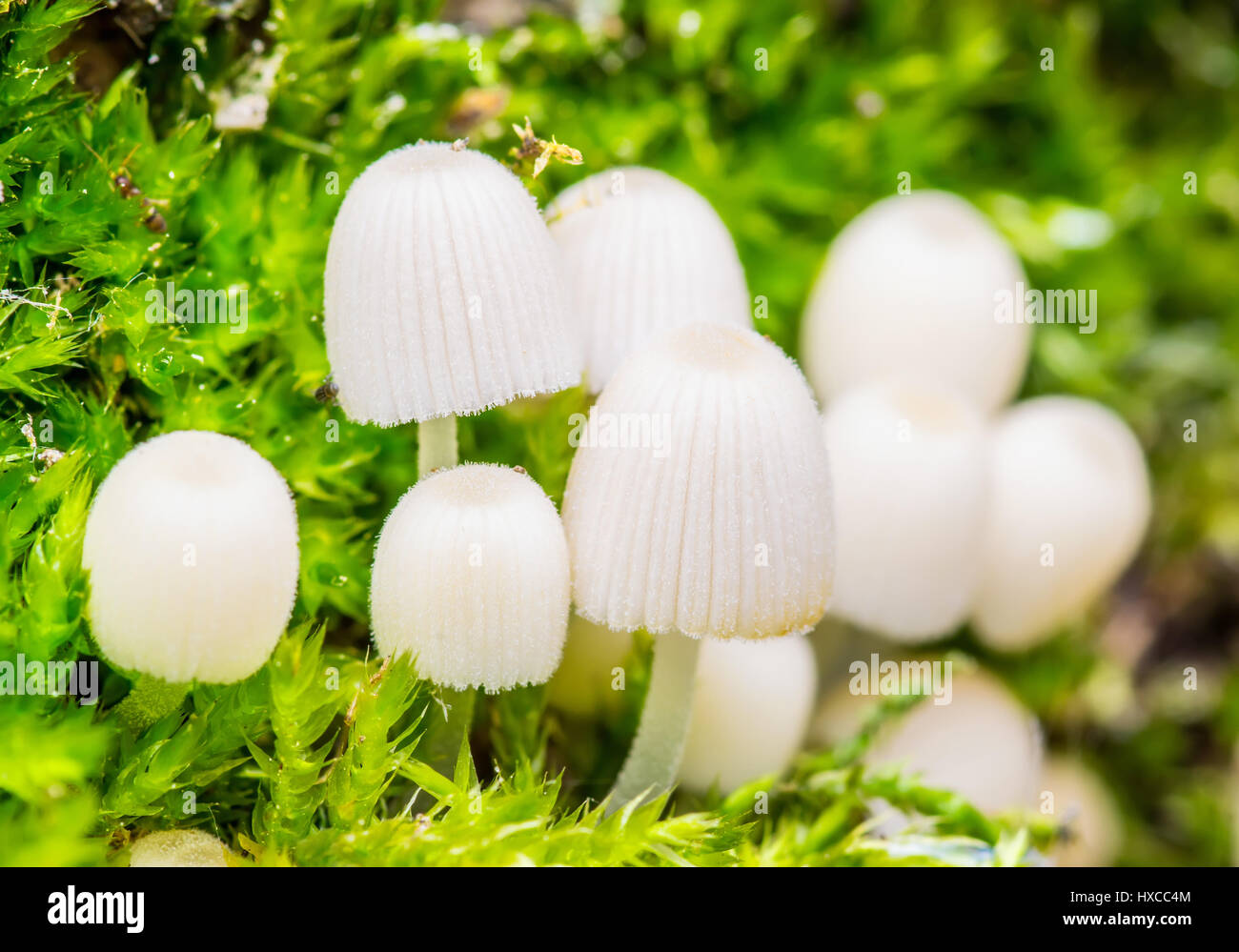 Pilz Kolonie auf grünem Hintergrund Stockfoto
