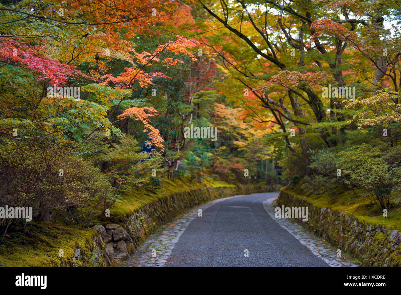 Bunte Blätter im japanischen Garten in Kyoto im Herbst Stockfoto