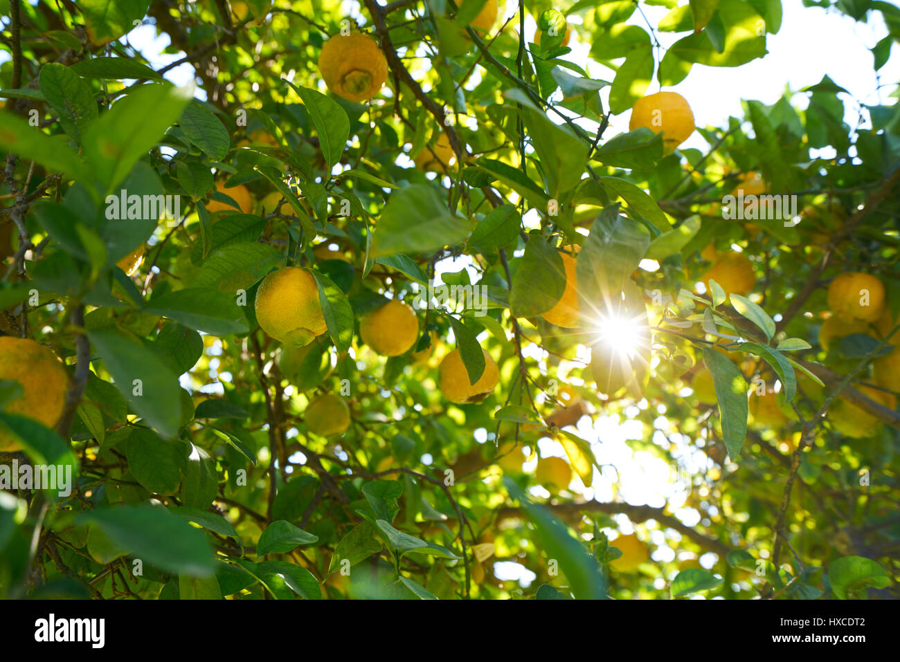 Valencia Zitrone Baum im Turia Park Garten View in Spanien Stockfoto