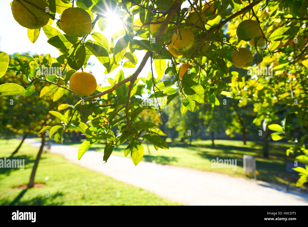 Valencia Zitrone Baum im Turia Park Garten View in Spanien Stockfoto