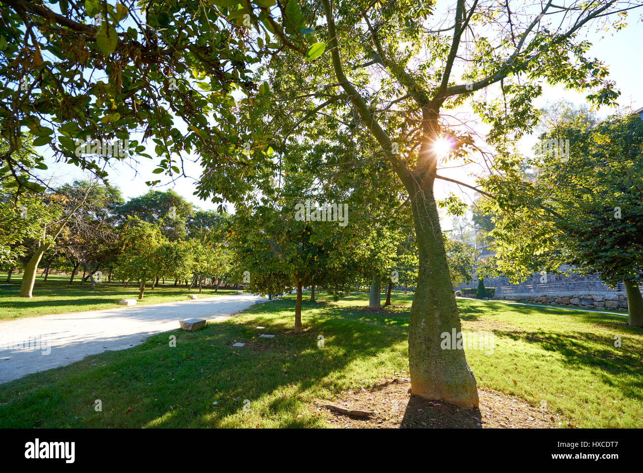Valencia Ceiba Baum im Turia Park Garten View in Spanien Stockfoto