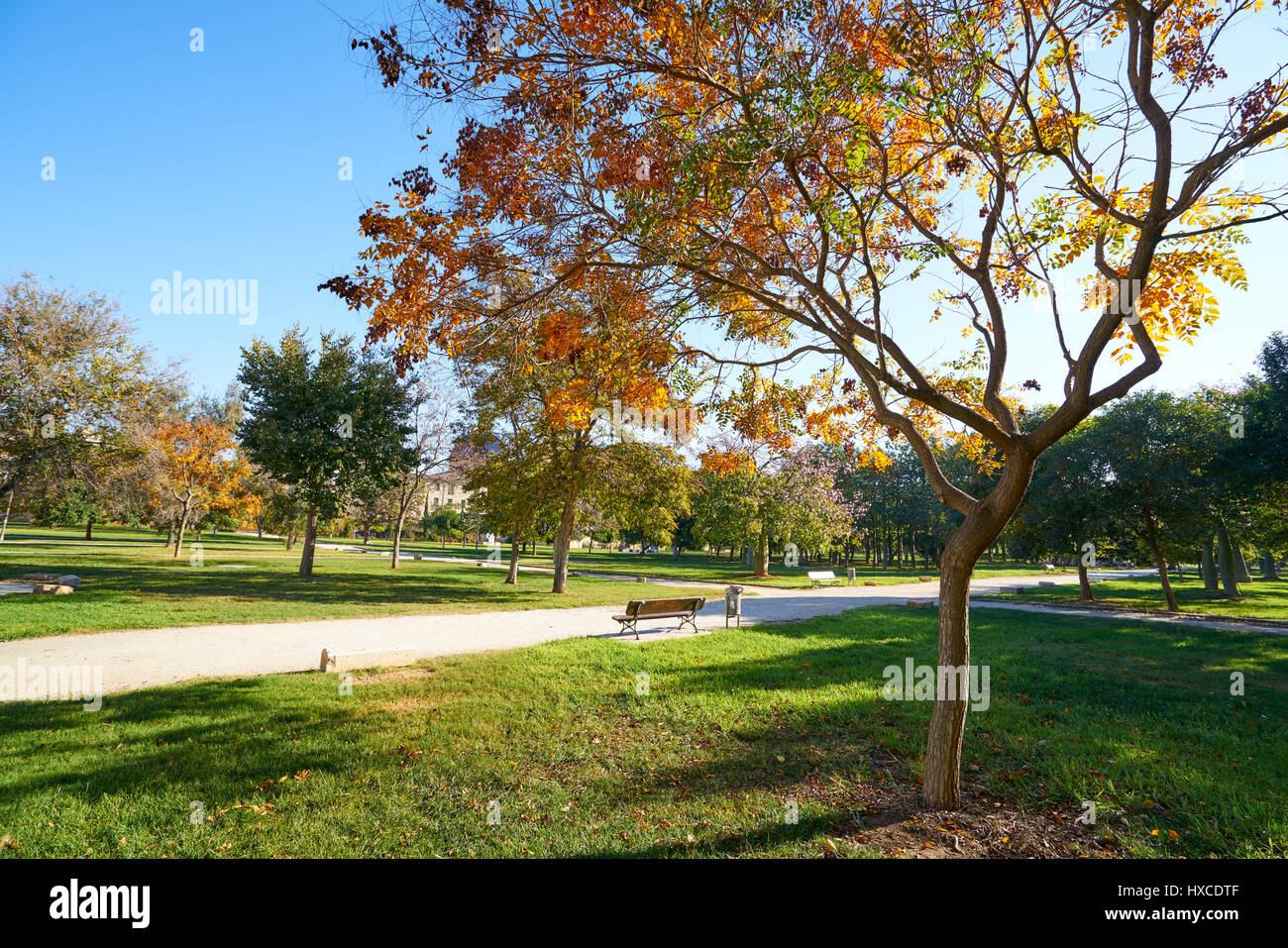 Valencia Herbst Baum im Turia Park Garten Blick auf Spanien Stockfoto