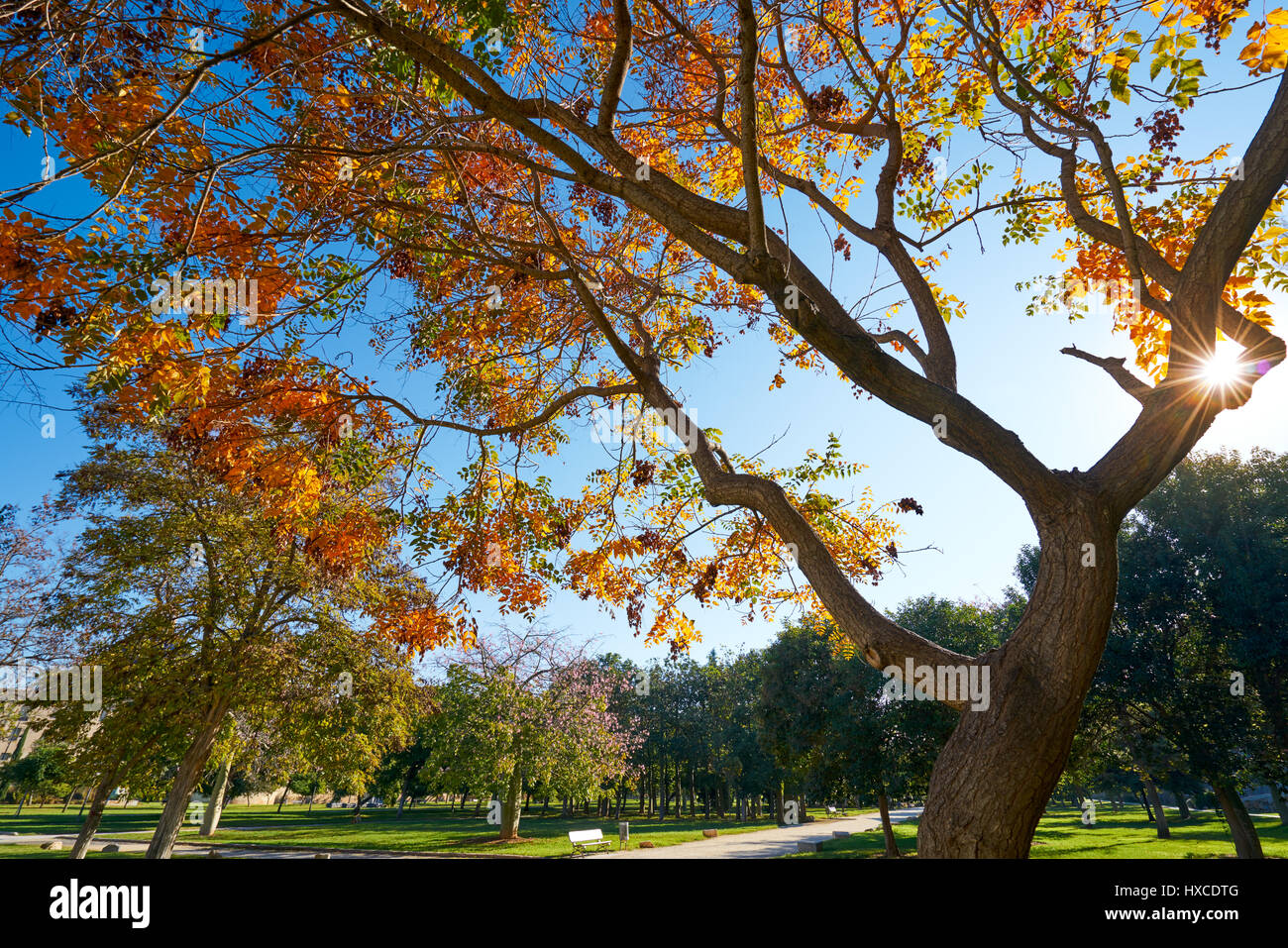 Valencia Herbst Baum im Turia Park Garten Blick auf Spanien Stockfoto
