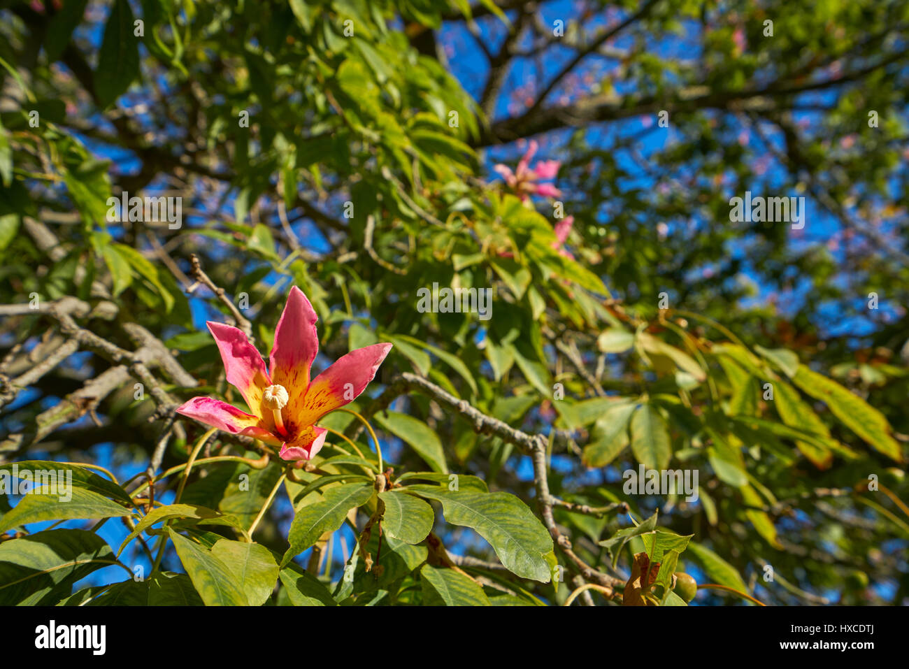 Valencia Ceiba Baum blüht im Turia Park Garten View in Spanien Stockfoto