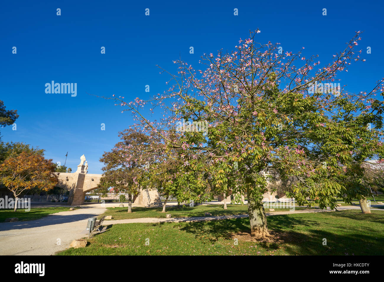 Valencia Ceiba Baum blüht im Turia Park Garten View in Spanien Stockfoto