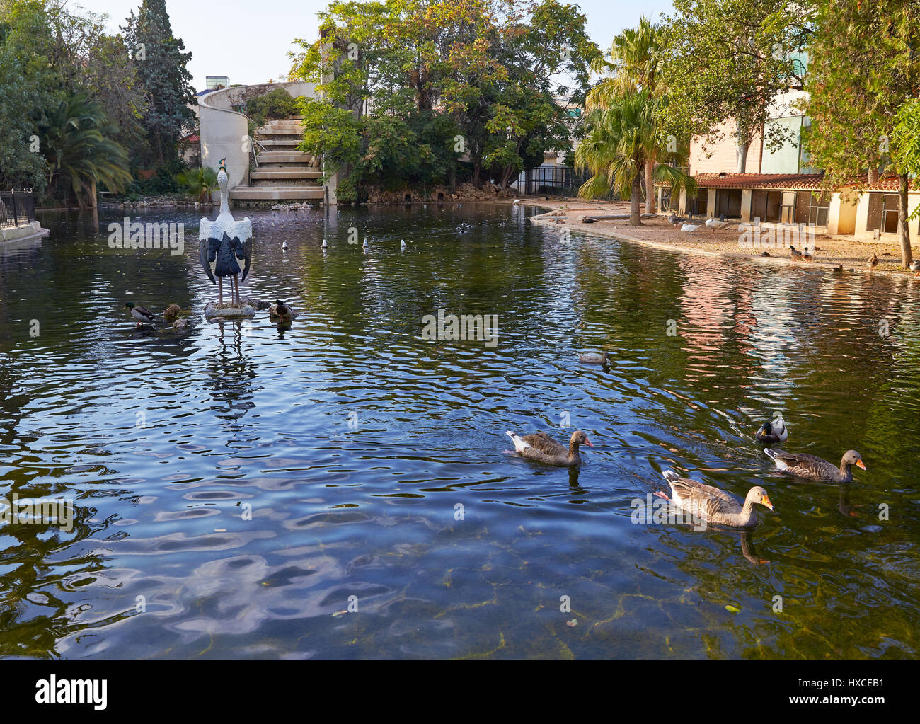 Enten im Viveros park Teich von Valencia in Spanien Stockfoto