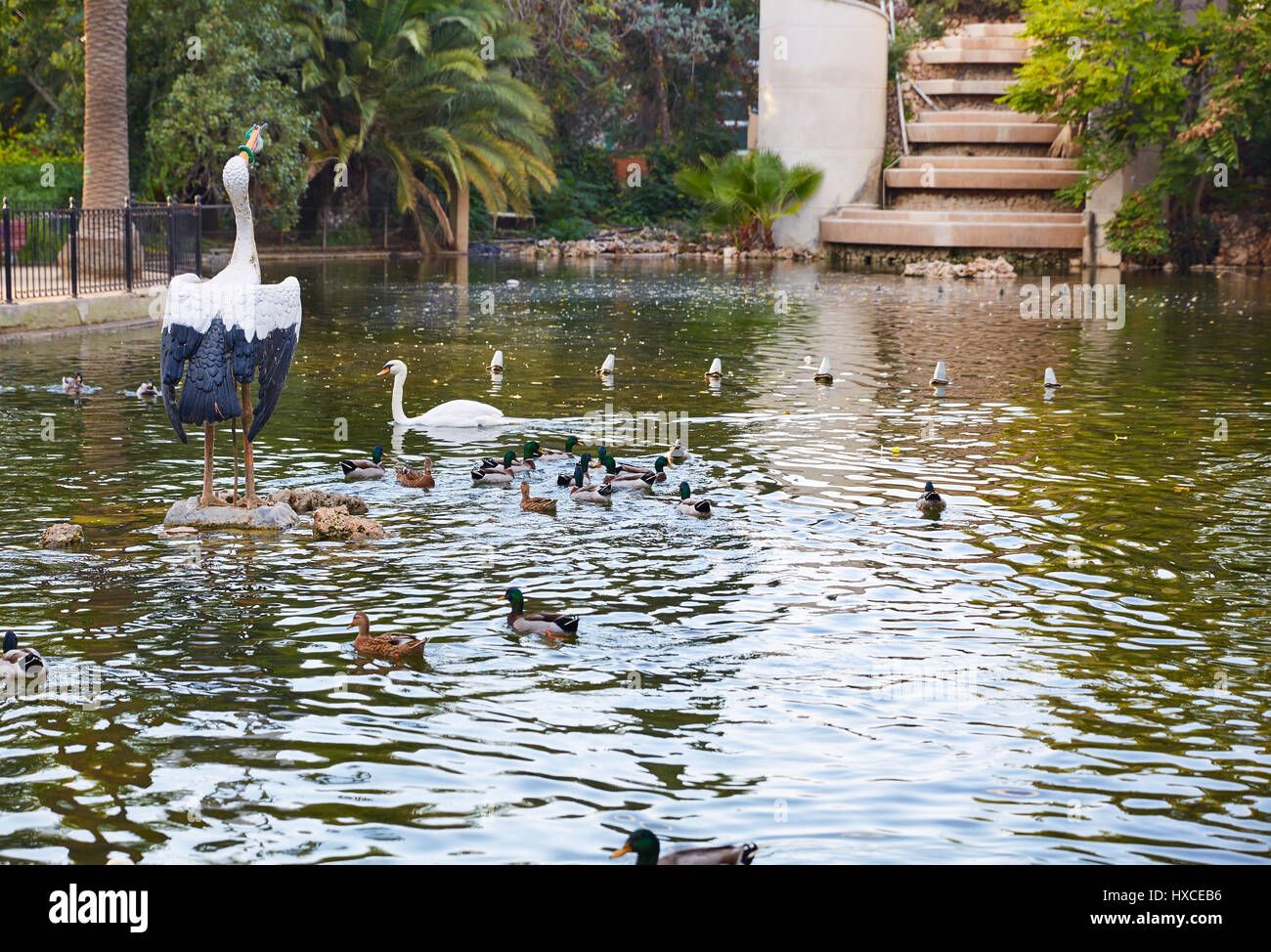 Enten im Viveros park Teich von Valencia in Spanien Stockfoto