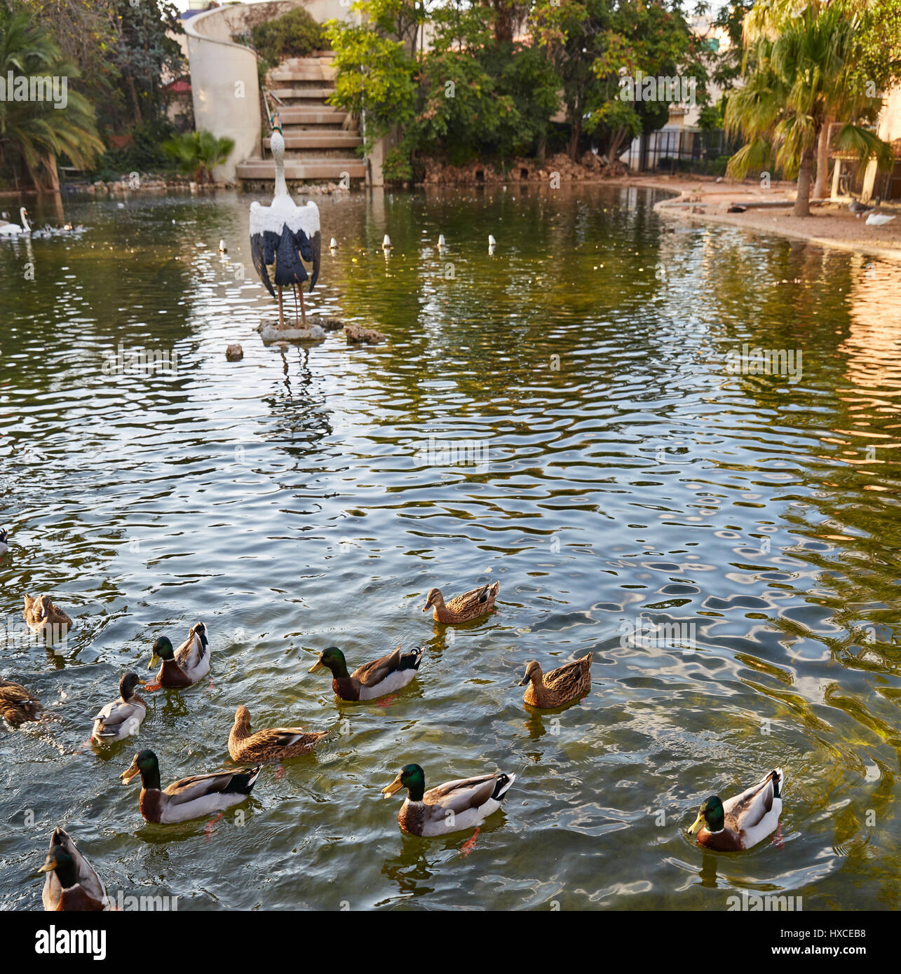 Enten im Viveros park Teich von Valencia in Spanien Stockfoto