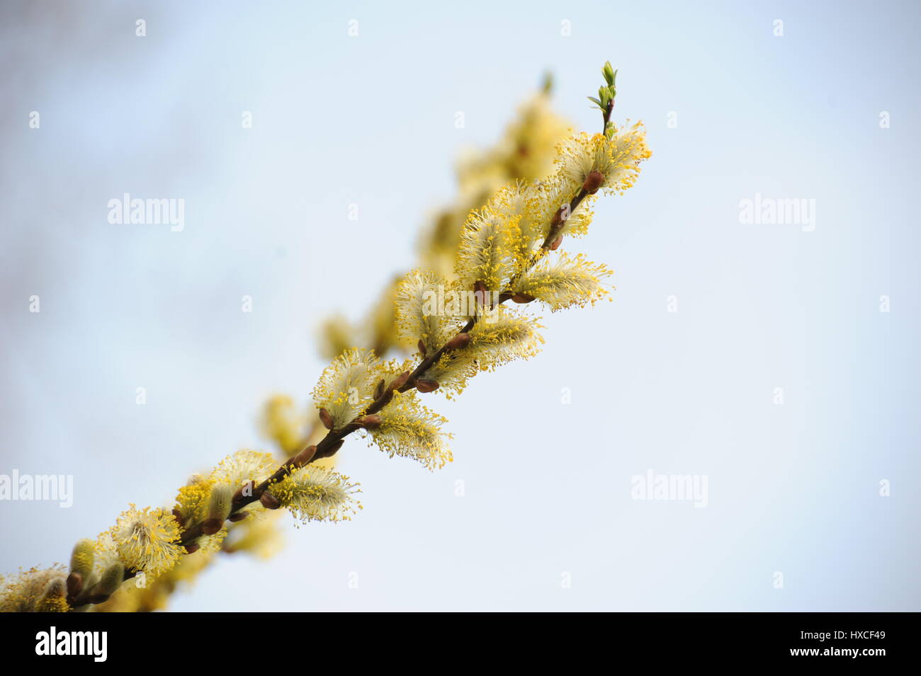 Kätzchen in Blüte Stockfoto