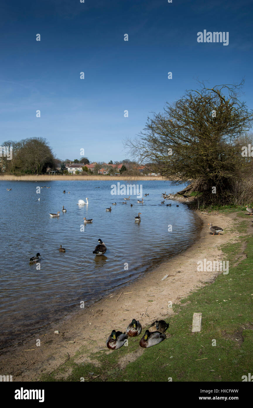 Hornsea Mere East Riding, Yorkshire Stockfoto