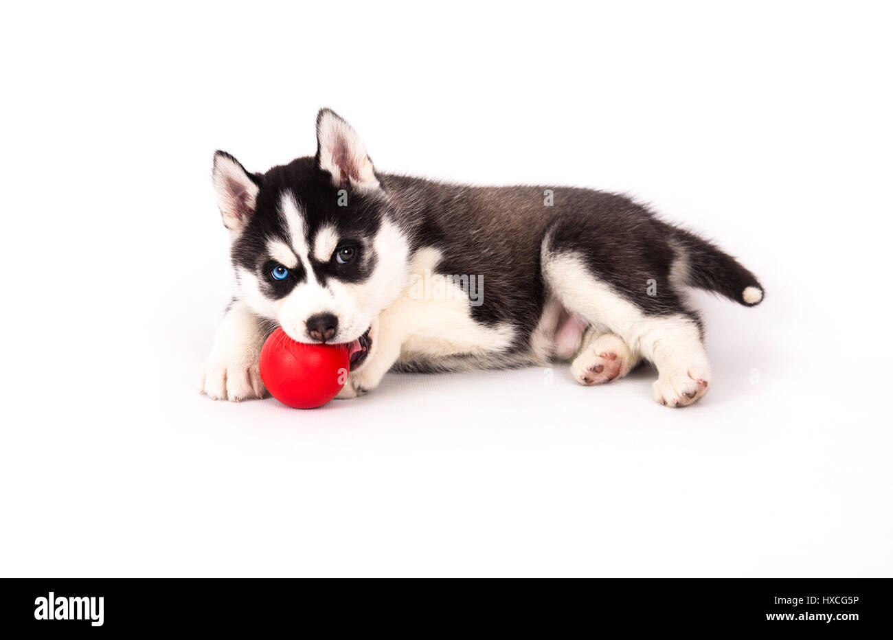 Siberian Husky spielen mit einem Ball im Studio auf einem weißen Hintergrund. Stockfoto