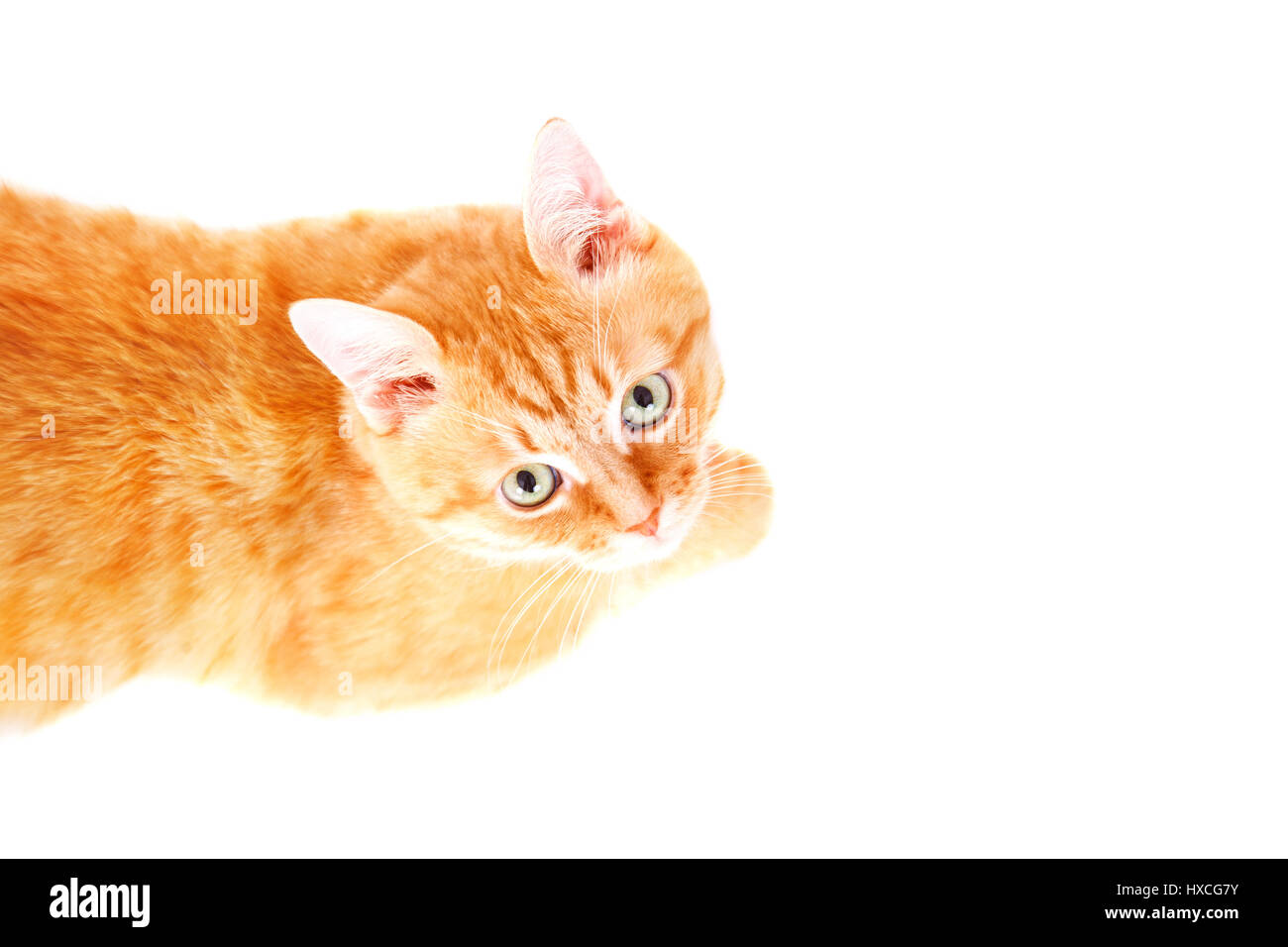 Süße Ingwer Katze auf dem Boden liegend. Studio Foto, isoliert auf weißem Hintergrund. Stockfoto