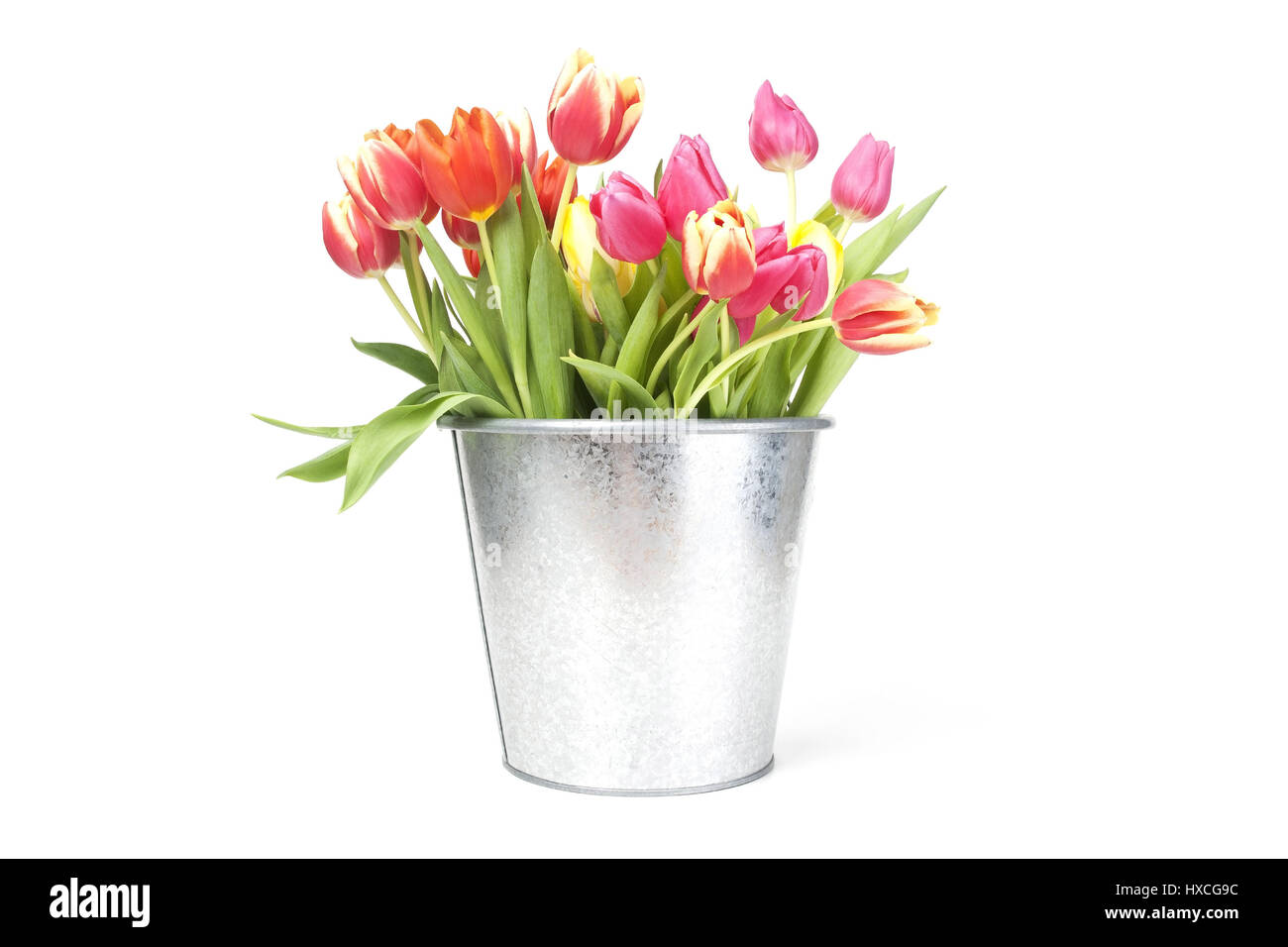 Tulpen in einem Blecheimer, Tulpen in einem Metall Eimer |, Tulpen in Einem Blecheimer | Tulpen in einem Blecheimer | Stockfoto