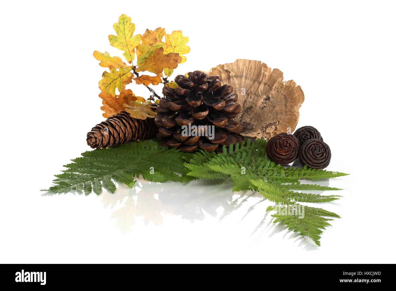 Farn, Tanne Kegel und Laub, Farn, Tannenzapfen Und Laub Stockfoto