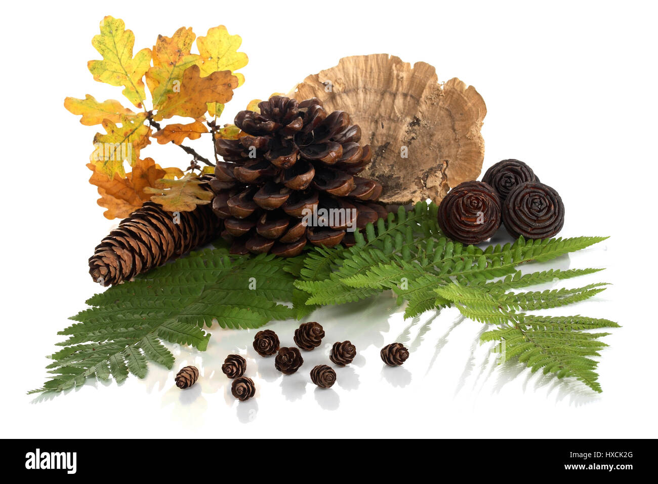 Farn, Tanne Kegel und Laub, Farn, Tannenzapfen Und Laub Stockfoto