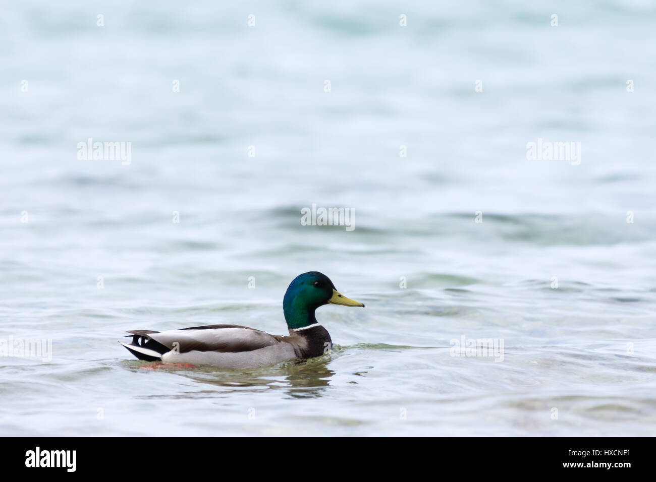Ein männlicher (Drake) Stockente (Anas platyrhynchos) schwimmen. Stockfoto