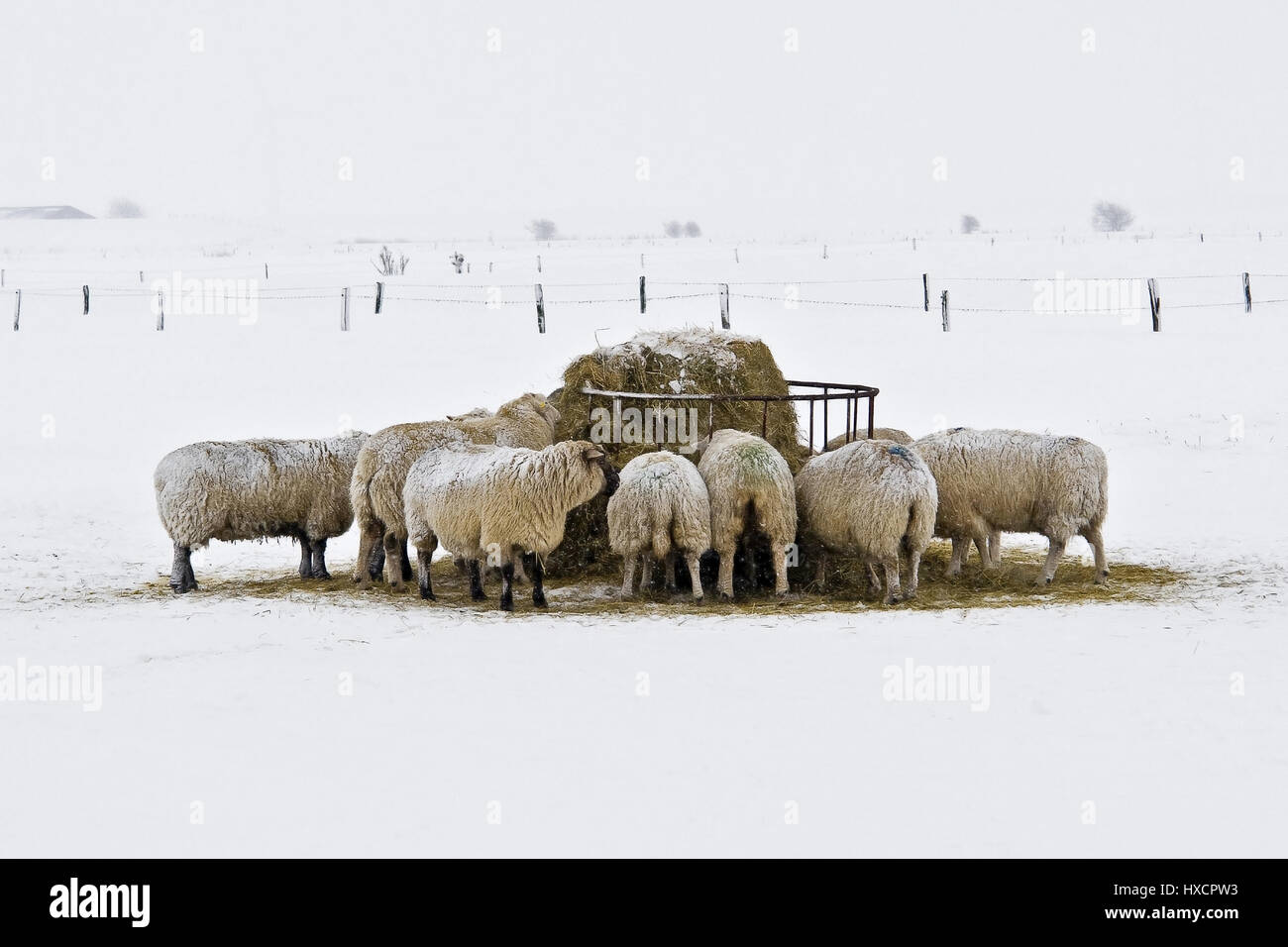 Schafe an der Nordsee Küste im Schnee auf der Weide, Schafe auf der Nordsee im Schnee auf der Wiese |, Schafe eine der Nordseeküste Im Schnee Auf Stockfoto