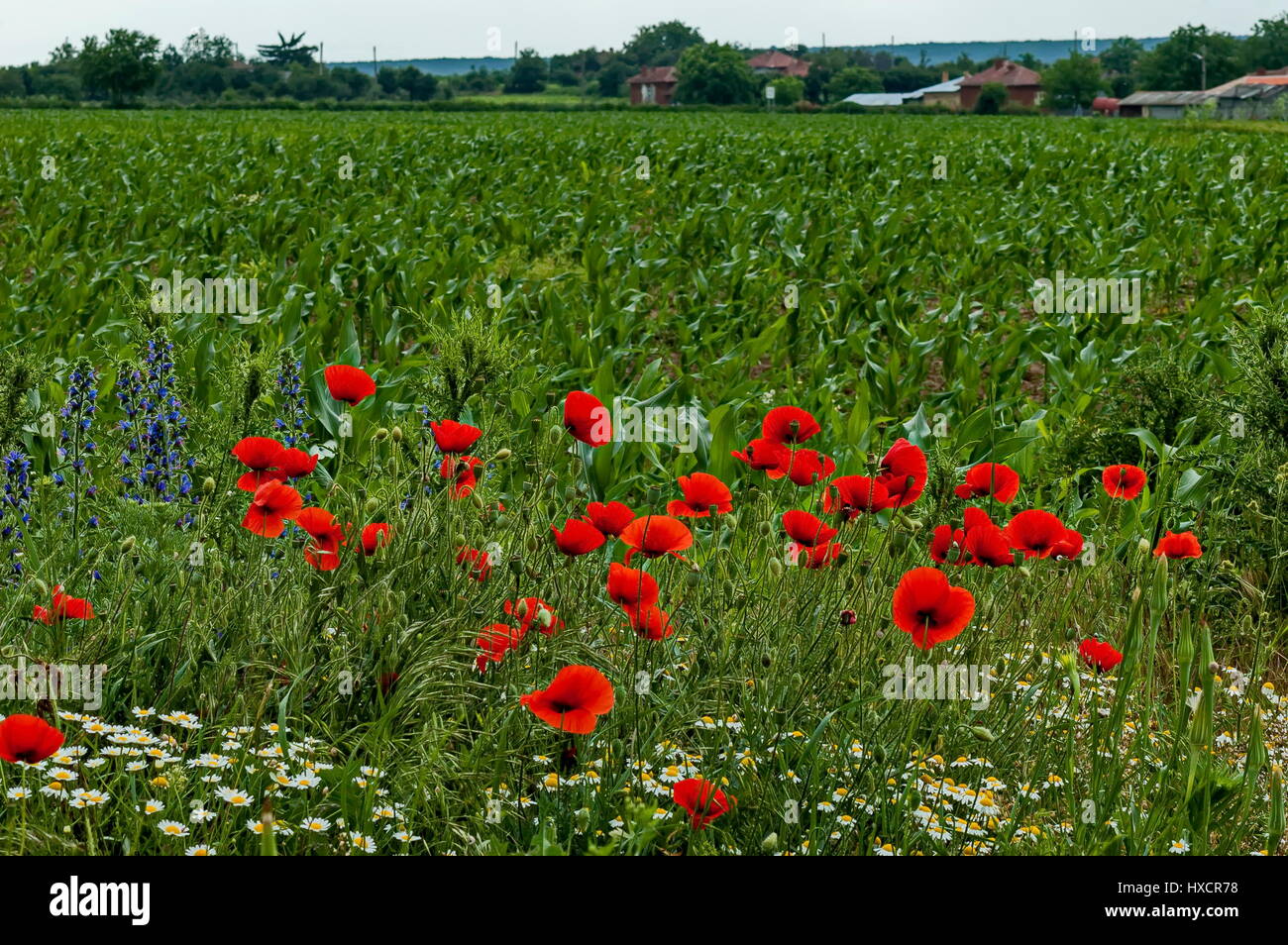 Leuchtend roter Mohn oder Papaver, Kamille und blau Unkraut Wildblumen im Weizenfeld in der Nähe von Ostrovo Dorf, Bulgarien Stockfoto