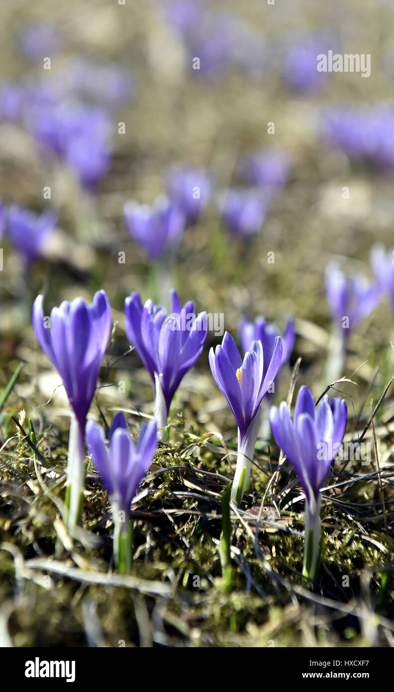 Lacnov, Tschechische Republik. 27. März 2017. Krokusse (Crocus Albiflorus) blühen auf den Wiesen in Lacnov in der Nähe von Vsetin, Tschechische Republik, 27. März 2017. Bildnachweis: Dalibor Gluck/CTK Foto/Alamy Live-Nachrichten Stockfoto