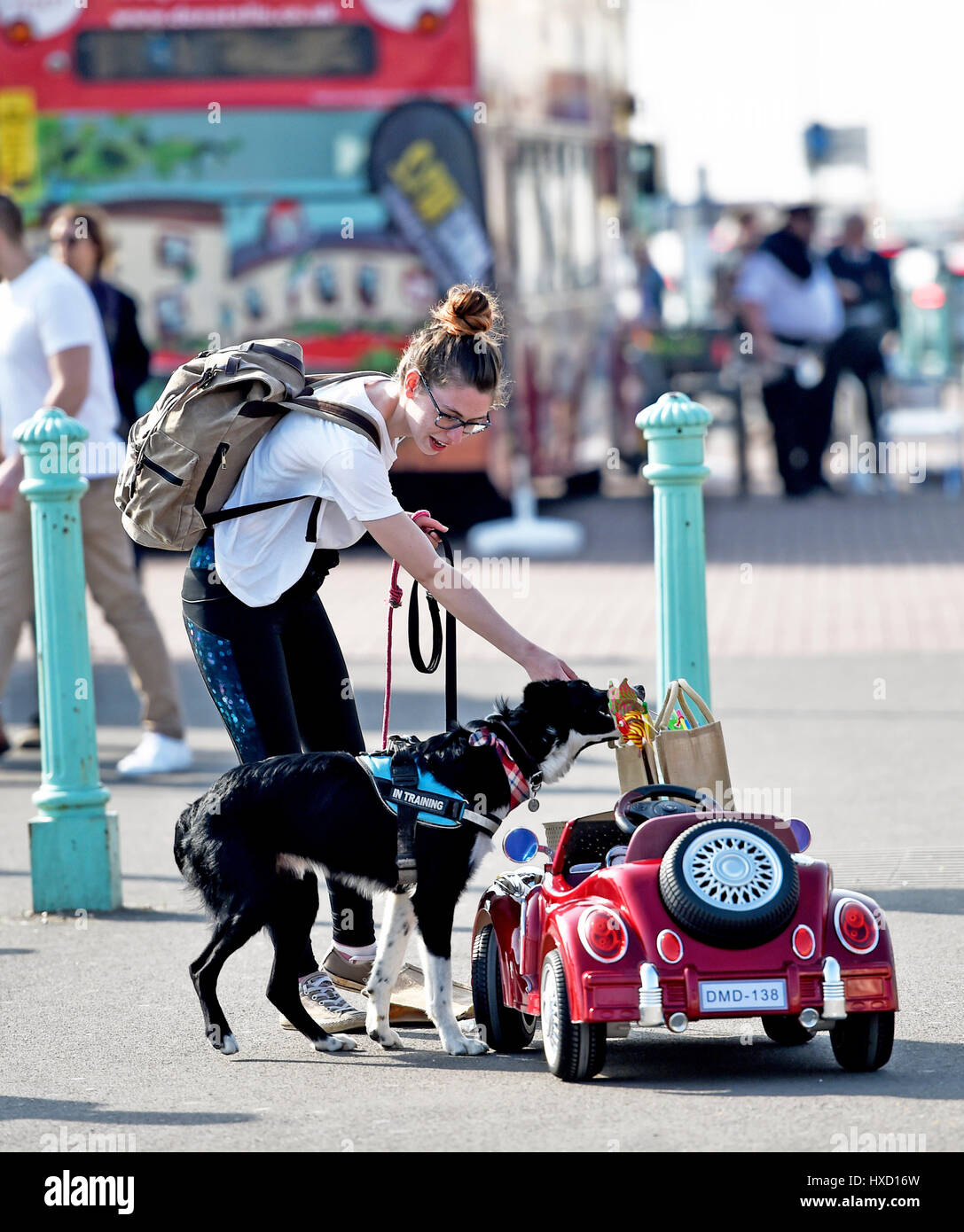 Brighton, UK. 27. März 2017. Loki der Hund fährt mit seinem Auto an Brighton Strandpromenade heute Nachmittag an einem schönen sonnigen Tag im Vereinigten Königreich. Loki wurde gefilmt, für ein ITV zeigen später in diesem Sommer Credit Sendetermin: Simon Dack/Alamy Live News Stockfoto