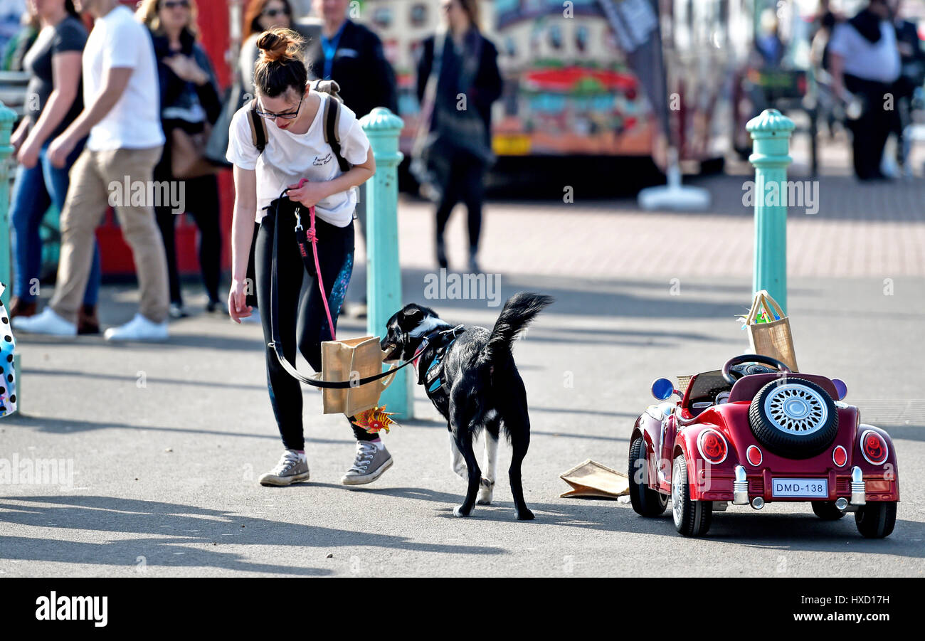 Brighton, UK. 27. März 2017. Loki der Hund fährt mit seinem Auto an Brighton Strandpromenade heute Nachmittag an einem schönen sonnigen Tag im Vereinigten Königreich. Loki wurde gefilmt, für ein ITV zeigen später in diesem Sommer Credit Sendetermin: Simon Dack/Alamy Live News Stockfoto