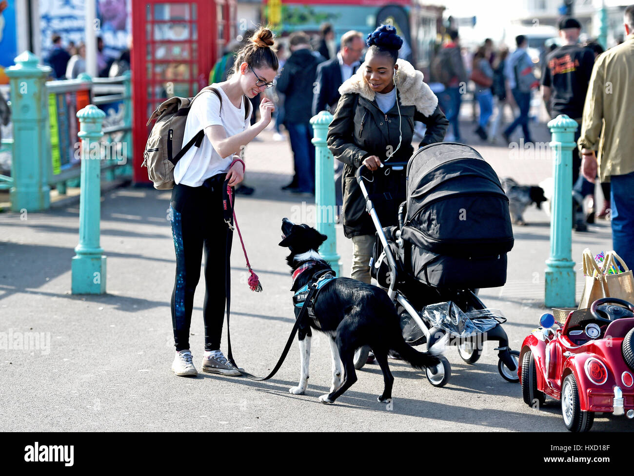 Brighton, UK. 27. März 2017. Loki der Hund fährt mit seinem Auto an Brighton Strandpromenade heute Nachmittag an einem schönen sonnigen Tag im Vereinigten Königreich. Loki wurde gefilmt, für ein ITV zeigen später in diesem Sommer Credit Sendetermin: Simon Dack/Alamy Live News Stockfoto