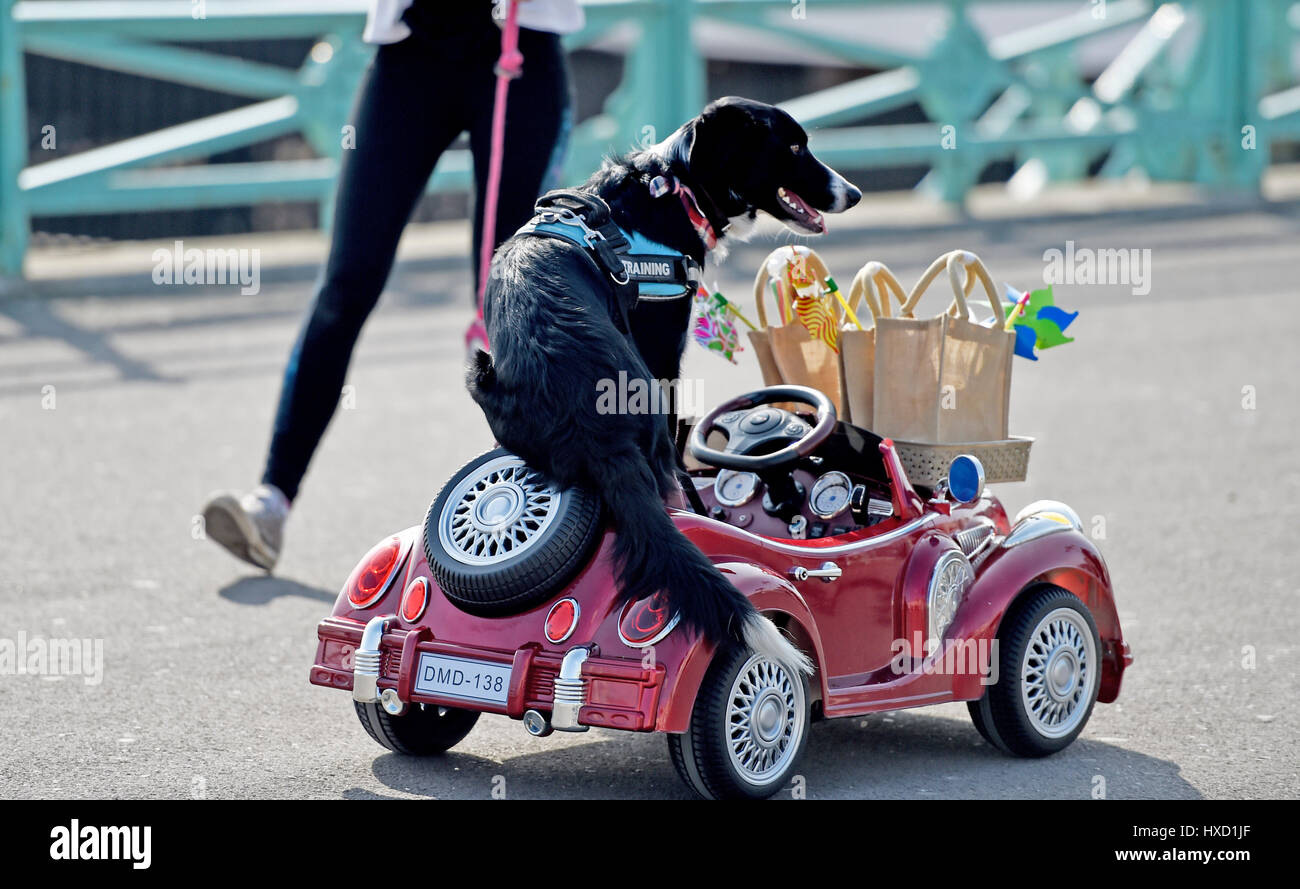 Brighton, UK. 27. März 2017. Loki der Hund fährt mit seinem Auto an Brighton Strandpromenade heute Nachmittag an einem schönen sonnigen Tag im Vereinigten Königreich. Loki wurde gefilmt, für ein ITV zeigen später in diesem Sommer Credit Sendetermin: Simon Dack/Alamy Live News Stockfoto