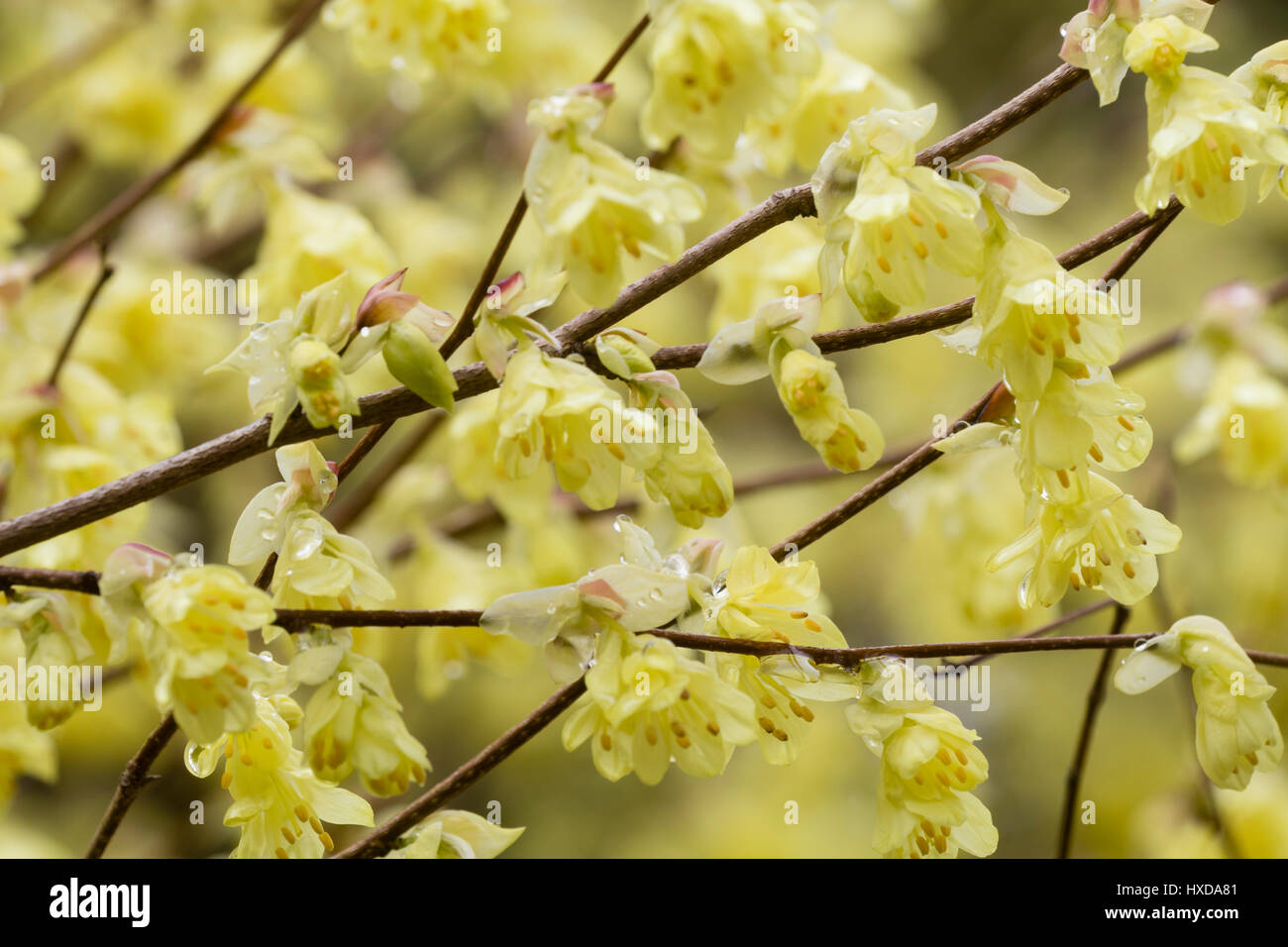 Blasses gelb Vorfrühlingsblüher von der Winter-Hasel, Corylopsis pauciflora Stockfoto