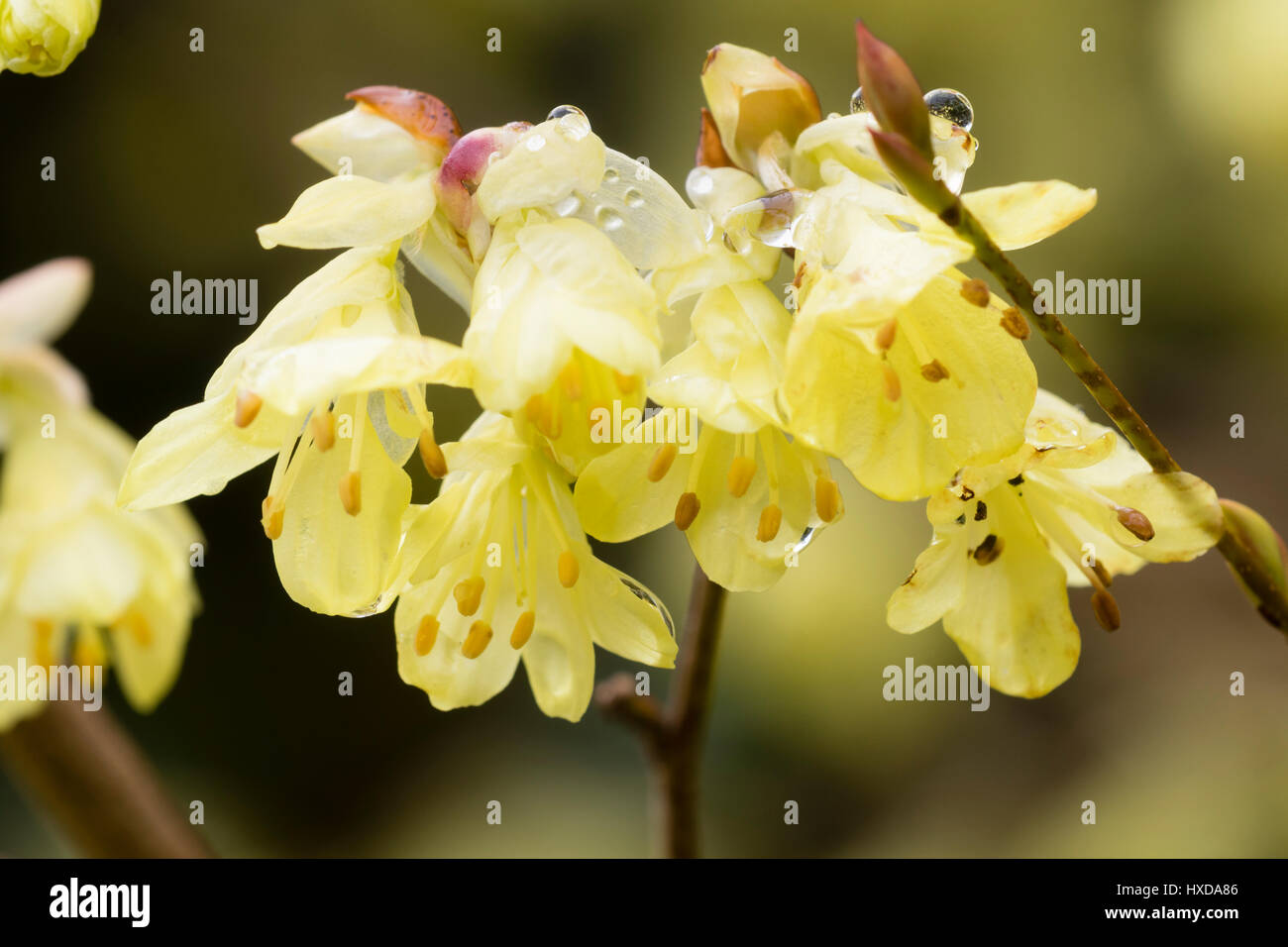 Blasses gelb Vorfrühlingsblüher von der Winter-Hasel, Corylopsis pauciflora Stockfoto