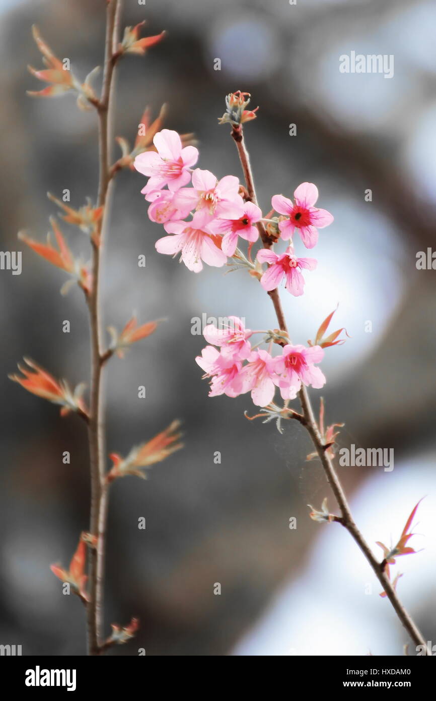 Himalayan sanft Wildkirsche Blume in Chiang Mai, Thailand Stockfoto
