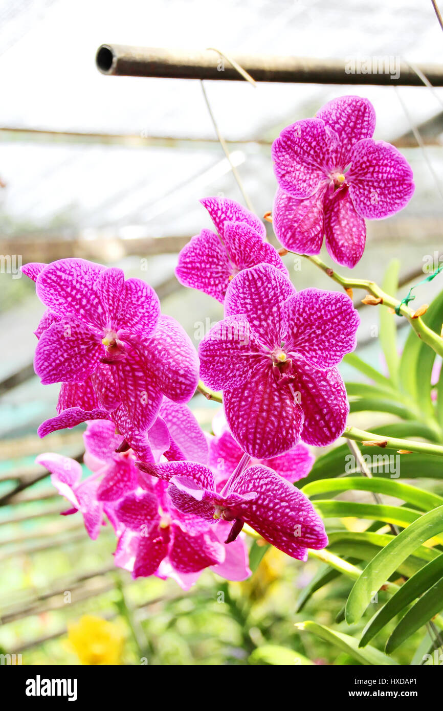 Thai Orchid im Botanischen Garten Chiang Mai, Thailand Stockfoto