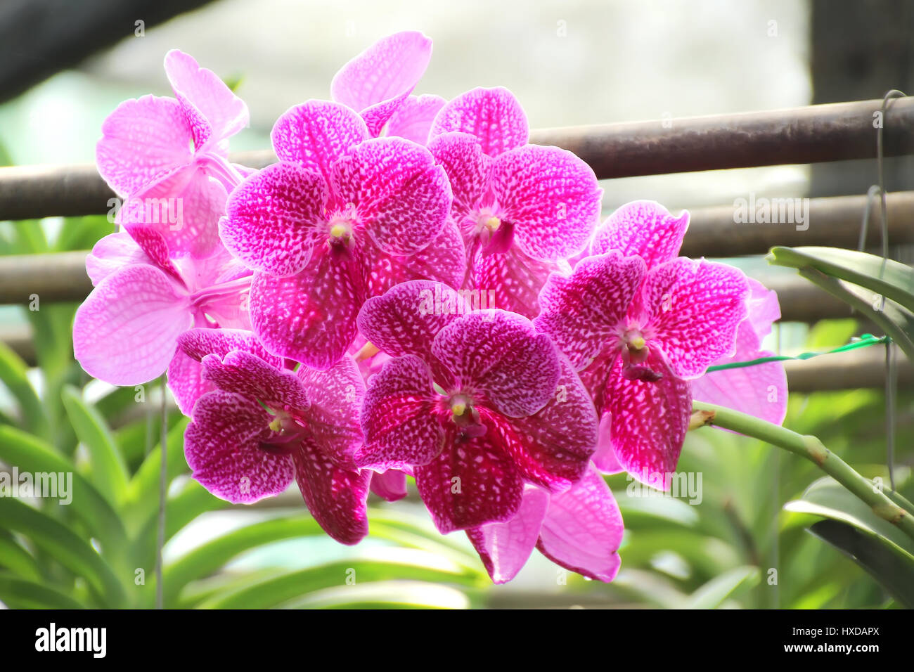 Thai Orchid im Botanischen Garten Chiang Mai, Thailand Stockfoto