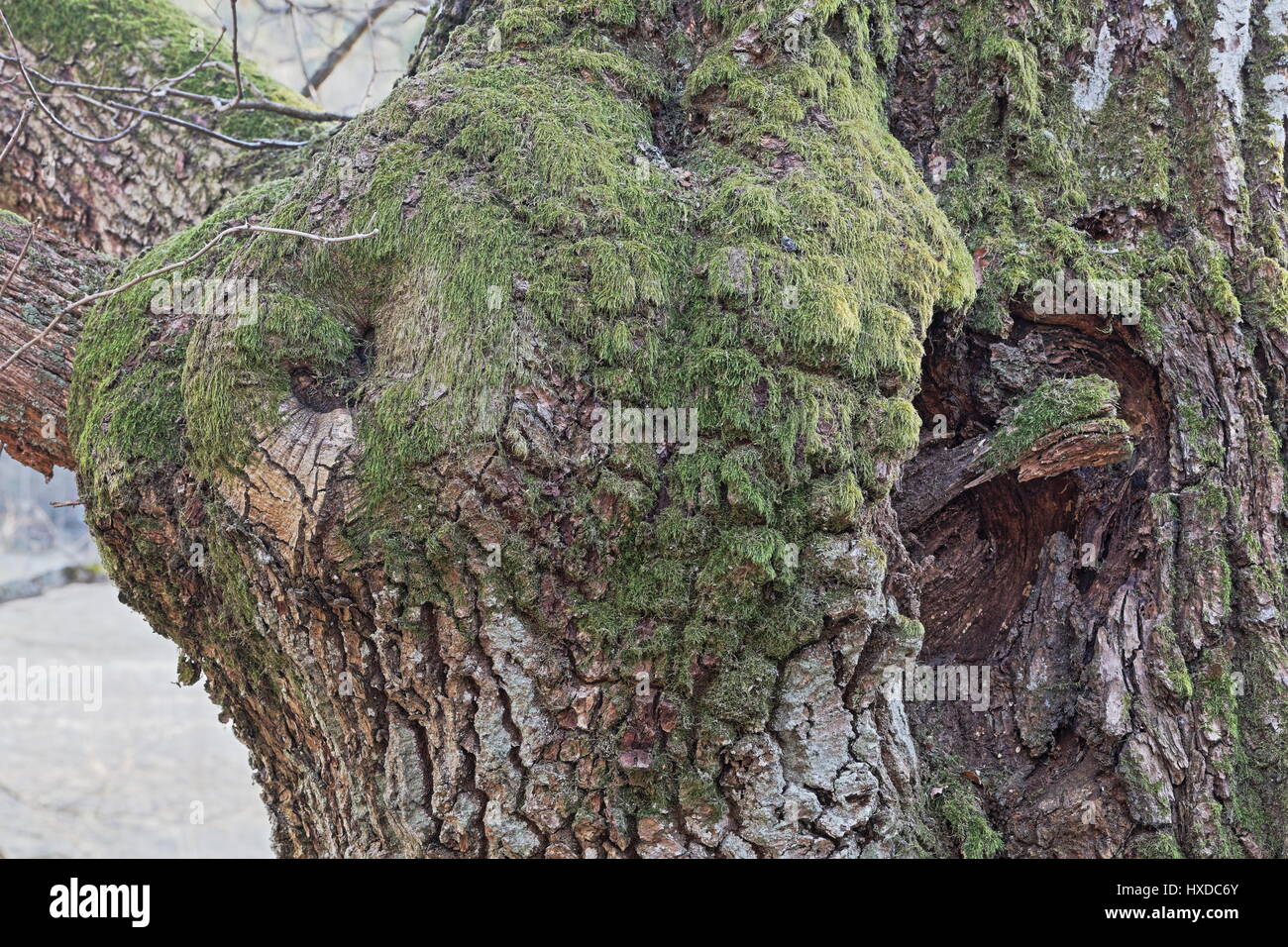 Teil eines alten Baumes in der Nähe von Vaxholm, Schweden Stockfoto