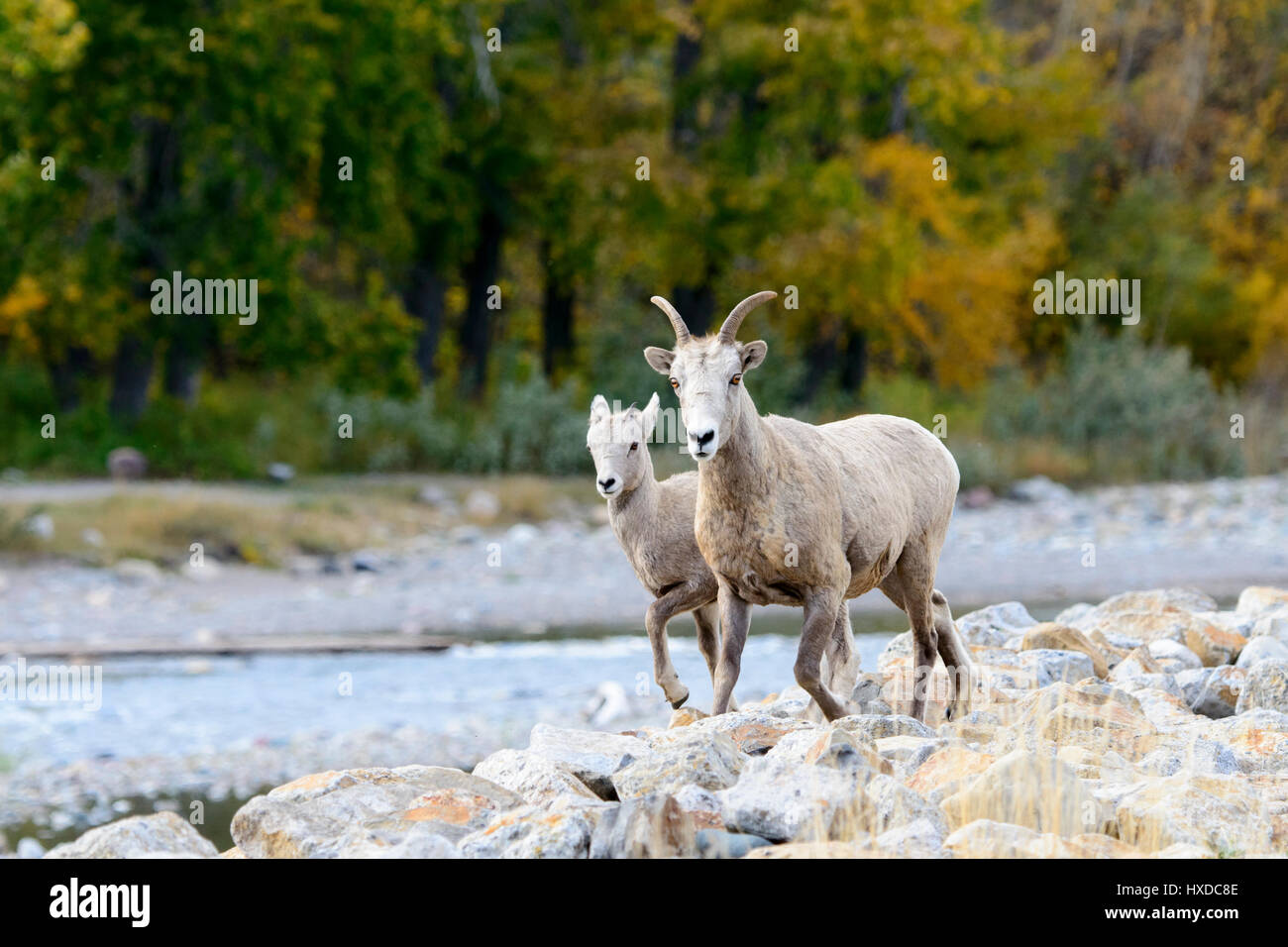 Ein Bighorn-Schaf (Ovis Canadensis) und ihr Lamm Fuß entlang eines Baches im Herbst, Nordamerika Stockfoto