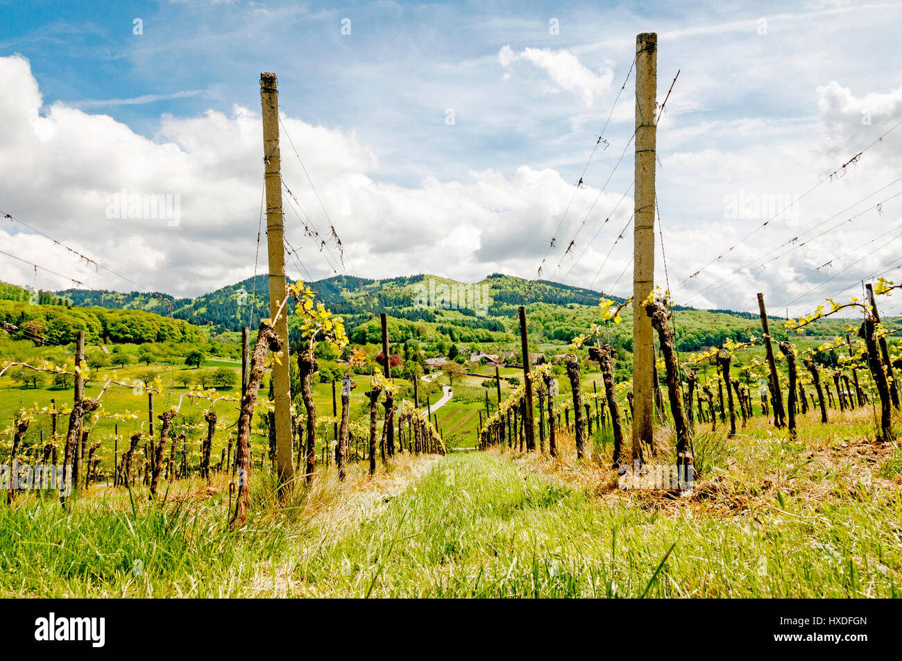 Weinberg in Süddeutschland, Baden-Württemberg, Weinberg in Süddeutschland Stockfoto