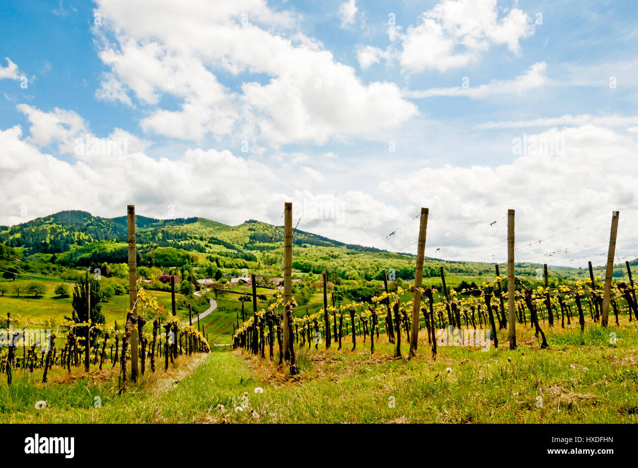 Weinberg in Süddeutschland, Baden-Württemberg, Weinberg in Süddeutschland Stockfoto