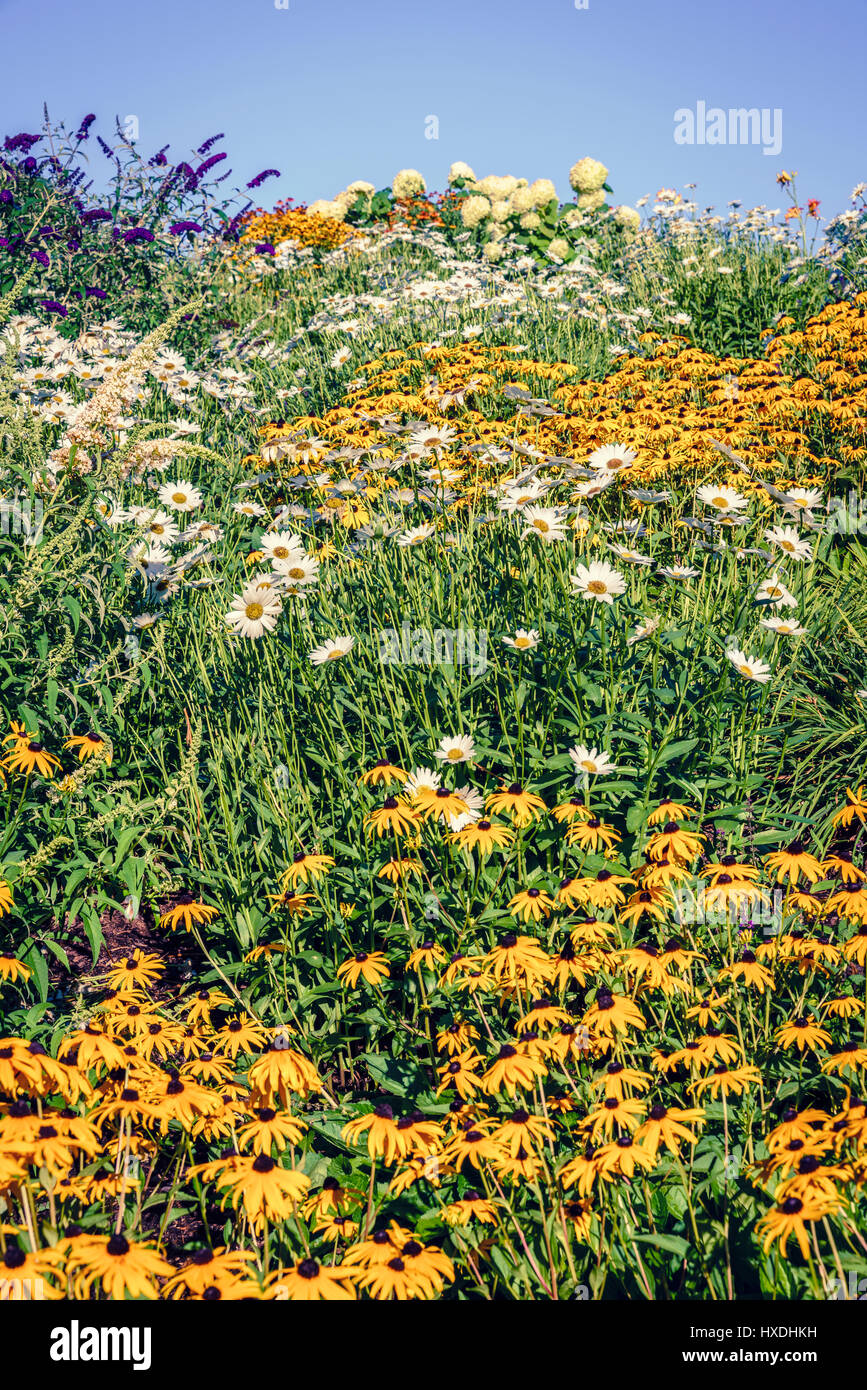 Feld mit Wildblumen in Leland, Michigan Stockfoto