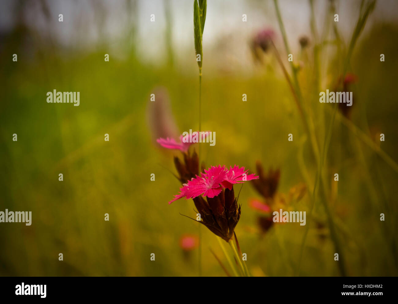 Alpine Nelken, rosa Blume Stockfoto