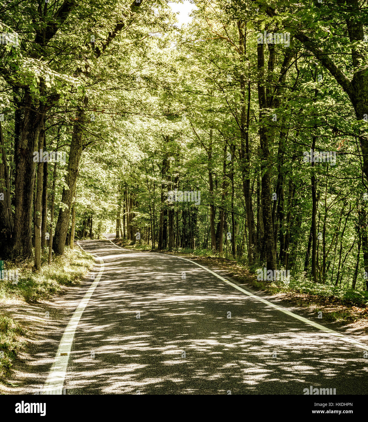 Tonnel der Bäume landschaftlichen Erbes Straße in der Nähe von Harbor Springs, Michigan Stockfoto