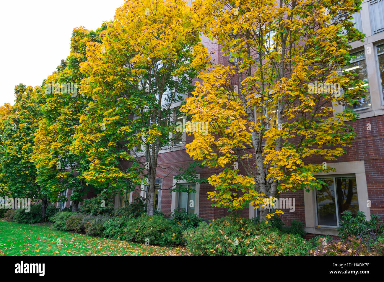 Herbst Laub wie die Bäume verfärben sich im Herbst auf dem Campus der University of Oregon in Eugene. Stockfoto